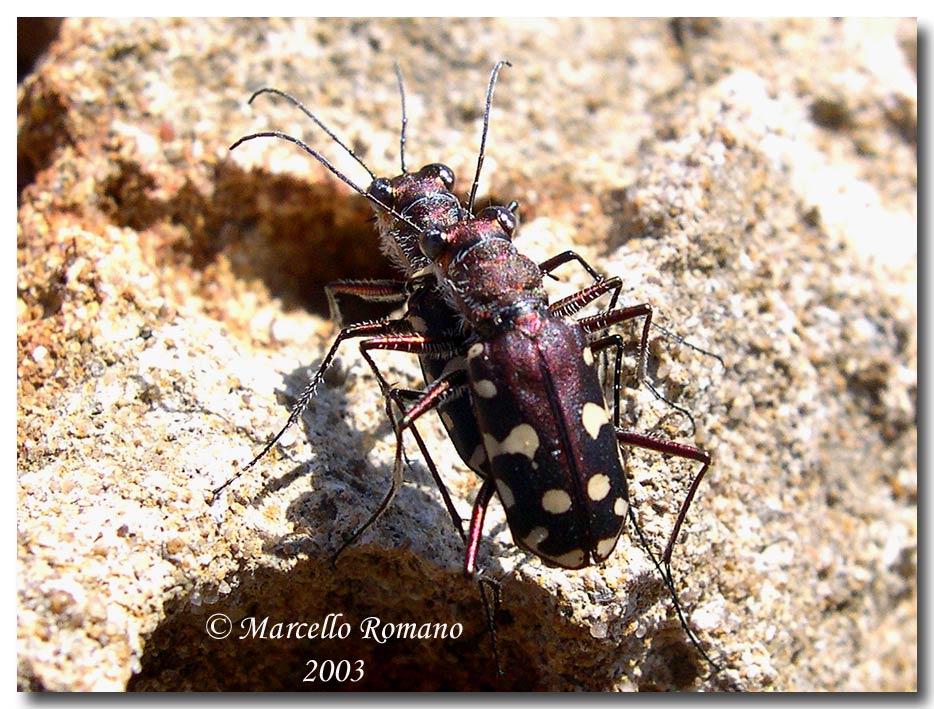 Omaggio alla pi bella cicindela di Sicilia: Calomera lugens